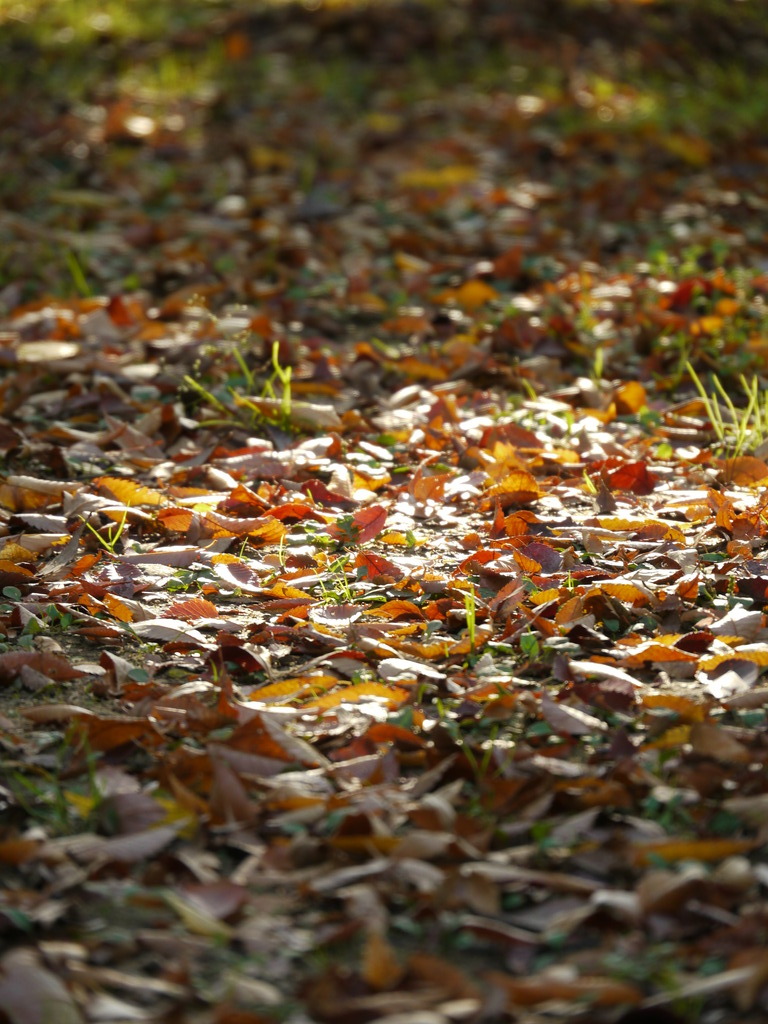 落ち葉の絨毯