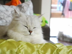 うとうと
