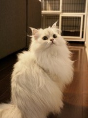 ヴィヴィちゃん