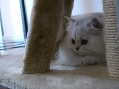 かくれんぼ