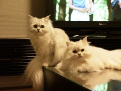 ツーショット