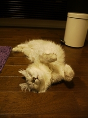 うらめしや～