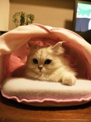 あたらしいベッド