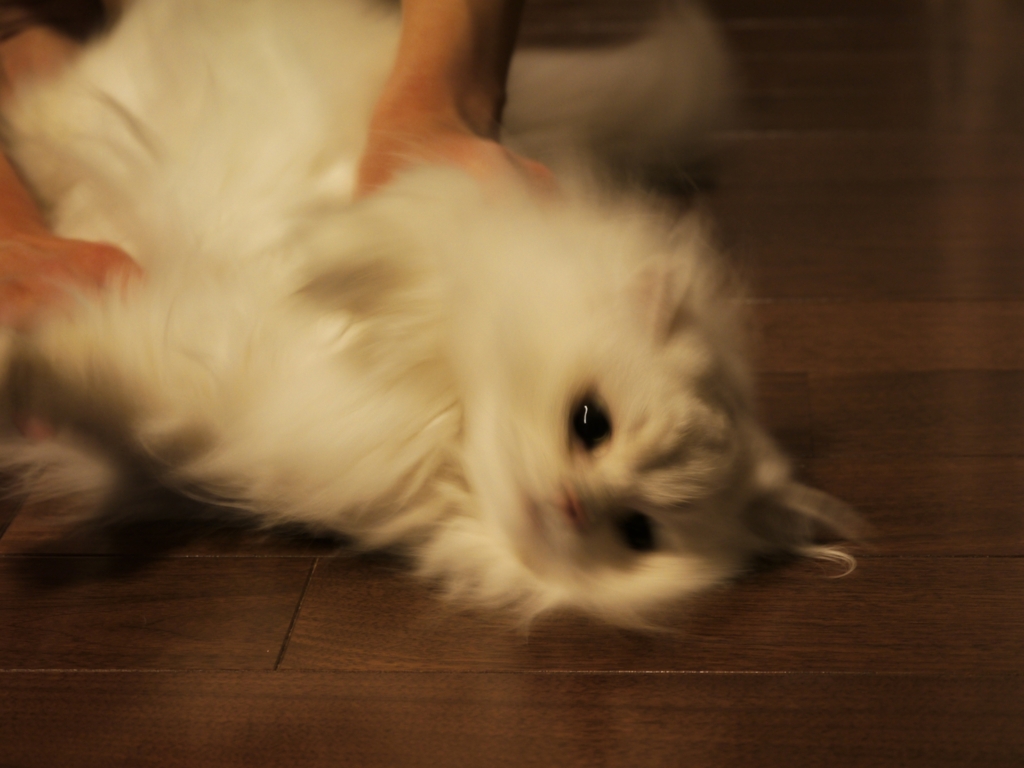 もみ洗い中