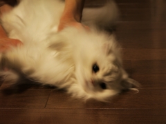 もみ洗い中