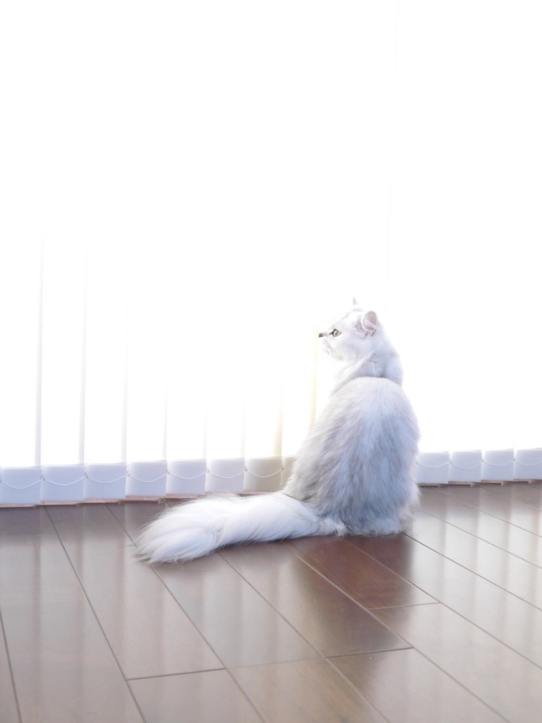 おはよう