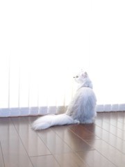 おはよう