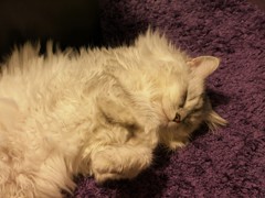 泥のように眠る