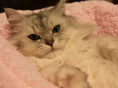でっかい赤ちゃん