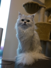 メルちゃん