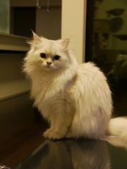 ヴィヴィちゃん