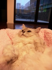 動きたくなーい