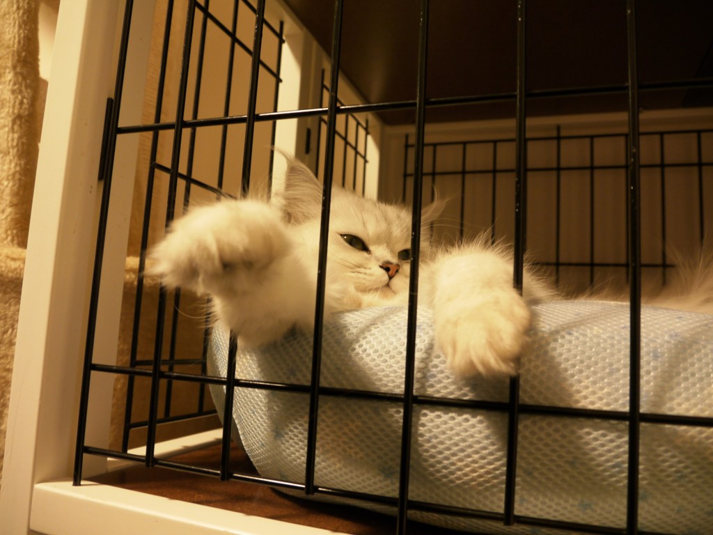 ま、テキトーにやってくれたまえ