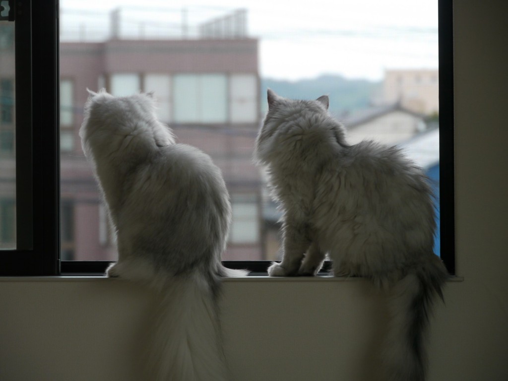 まねっこ