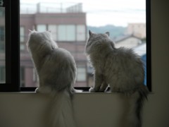 まねっこ