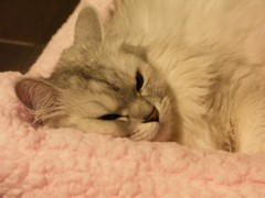 気に入ったわ