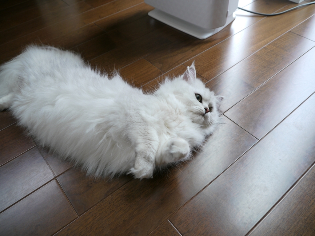 メルちゃん