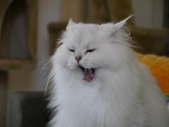 ふぁーーー･･･