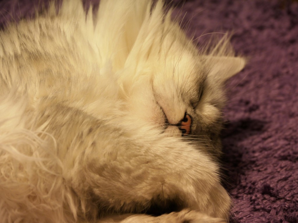 Zzz･･･