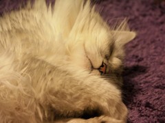 Zzz･･･