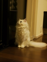 今夜はお月さんが見えませんねぇ