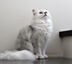 メルちゃん
