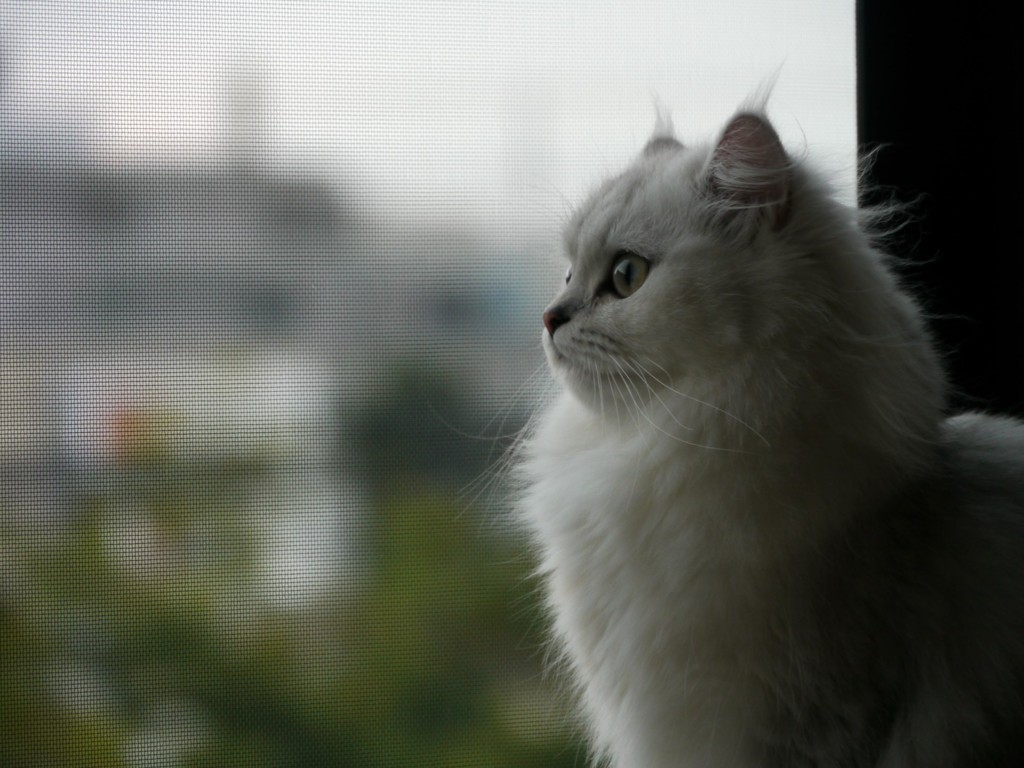 夏の終わり