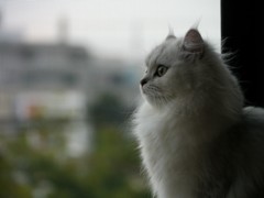 夏の終わり