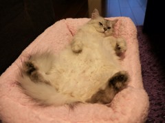 でっかい赤ちゃん