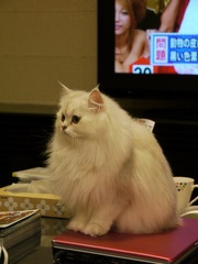 PCは座布団のかわり