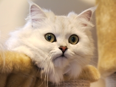 メルちゃん