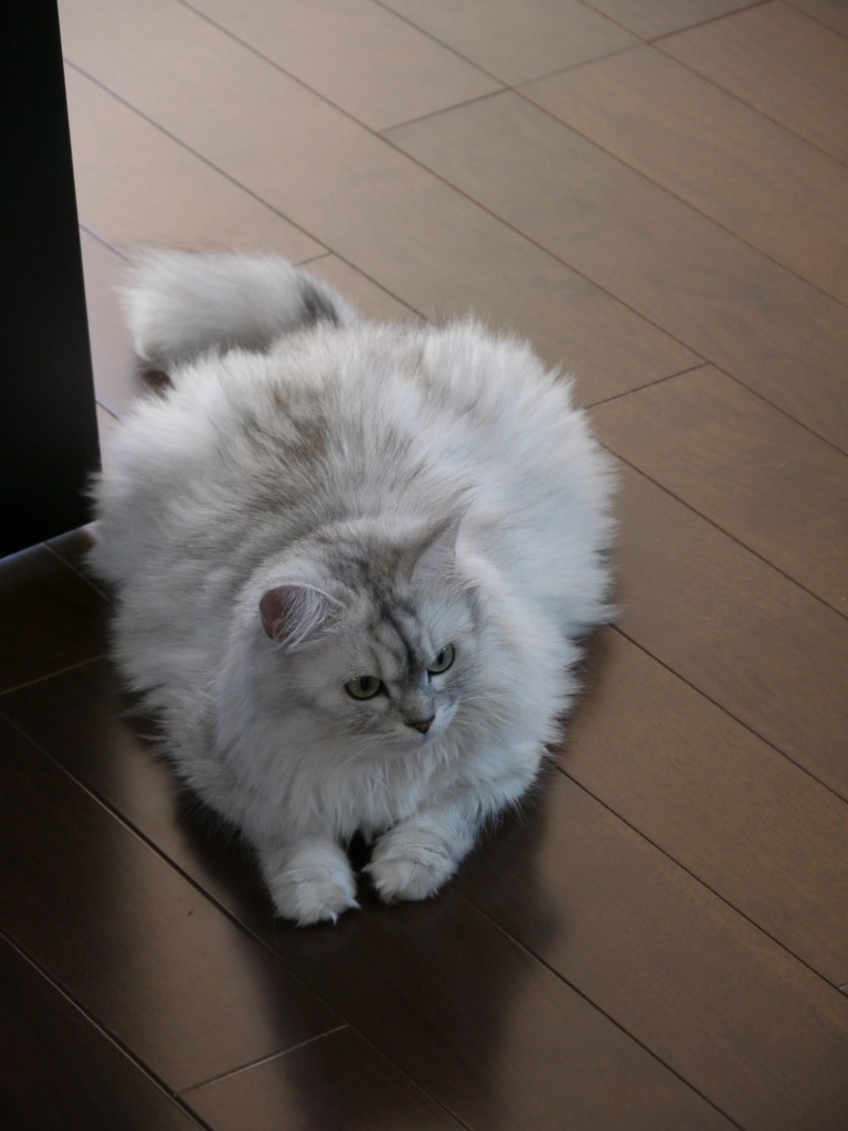 わたしも気が付けばデブ猫