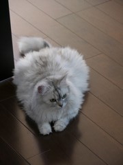 わたしも気が付けばデブ猫