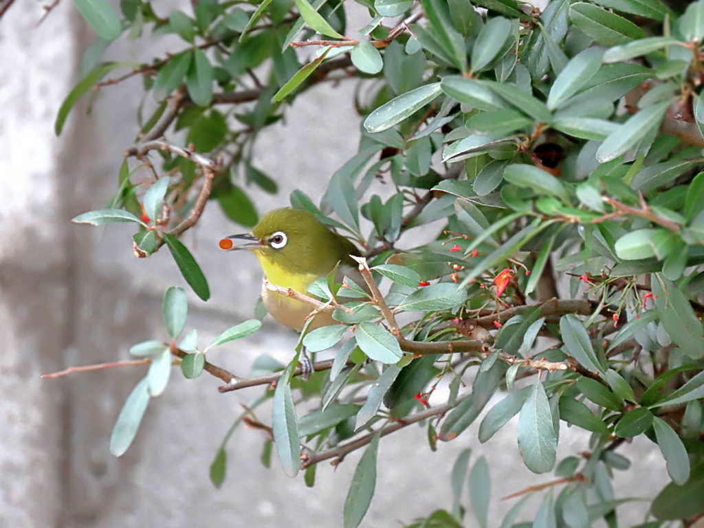 ピラカンサス        IMG_1098
