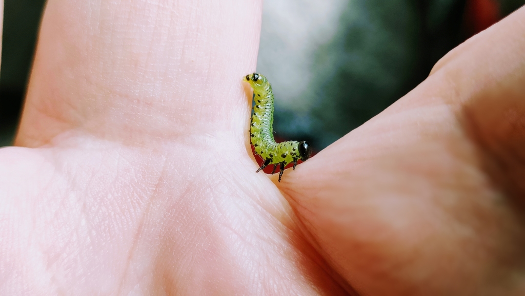 青虫くん   　　    IMG20221119