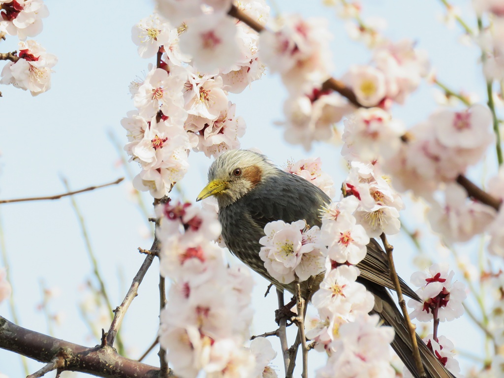 花粉で嘴が・・・　　