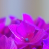 実家の紫陽花