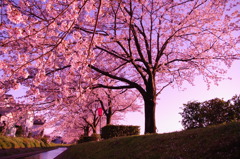 桜色に染まれ！