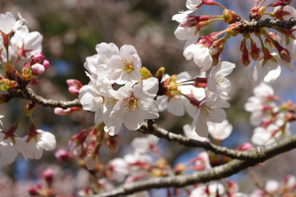 度会町、自然公園にて