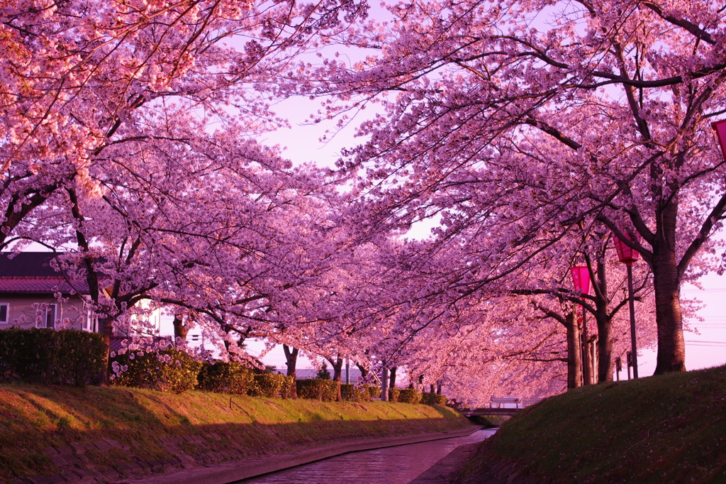 桜色に染まれ！