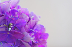 実家の紫陽花