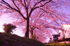 桜色に染まれ！