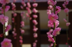 結城神社　枝垂れ梅