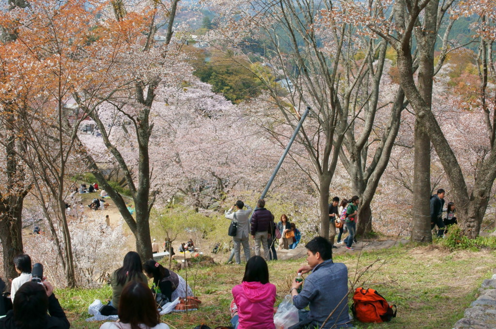 吉野の桜