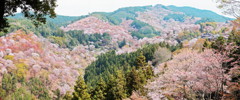 吉野の桜