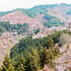 吉野の桜