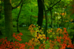 京都の秋