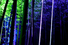 竹林