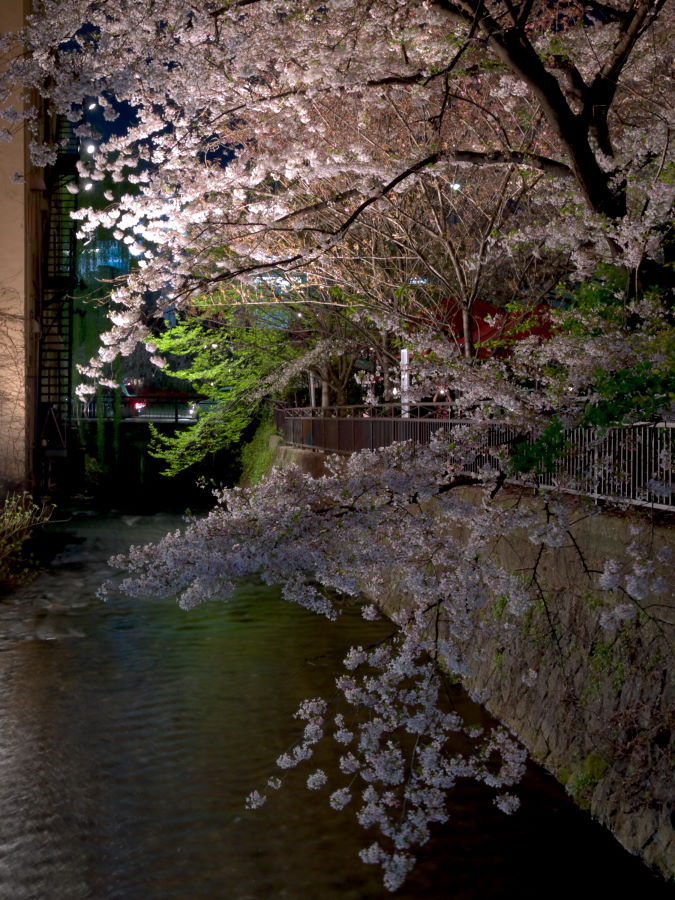 白川の桜