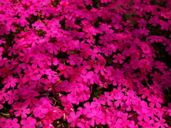 芝桜